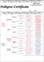 6 Generation Portrait Pedigree