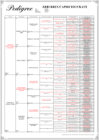 7 Generation Portrait Pedigree